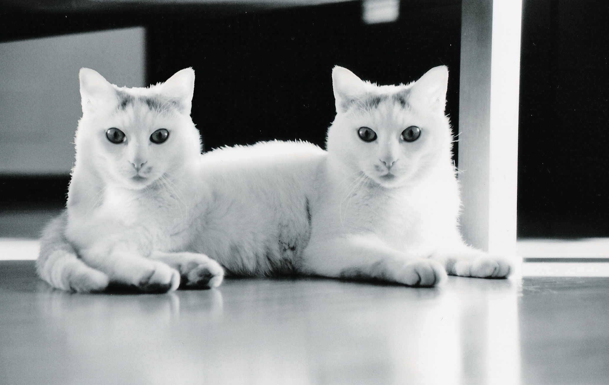 Photoshop Design by vudutek for DesignCrowd (Community Contests) | Design #9124344