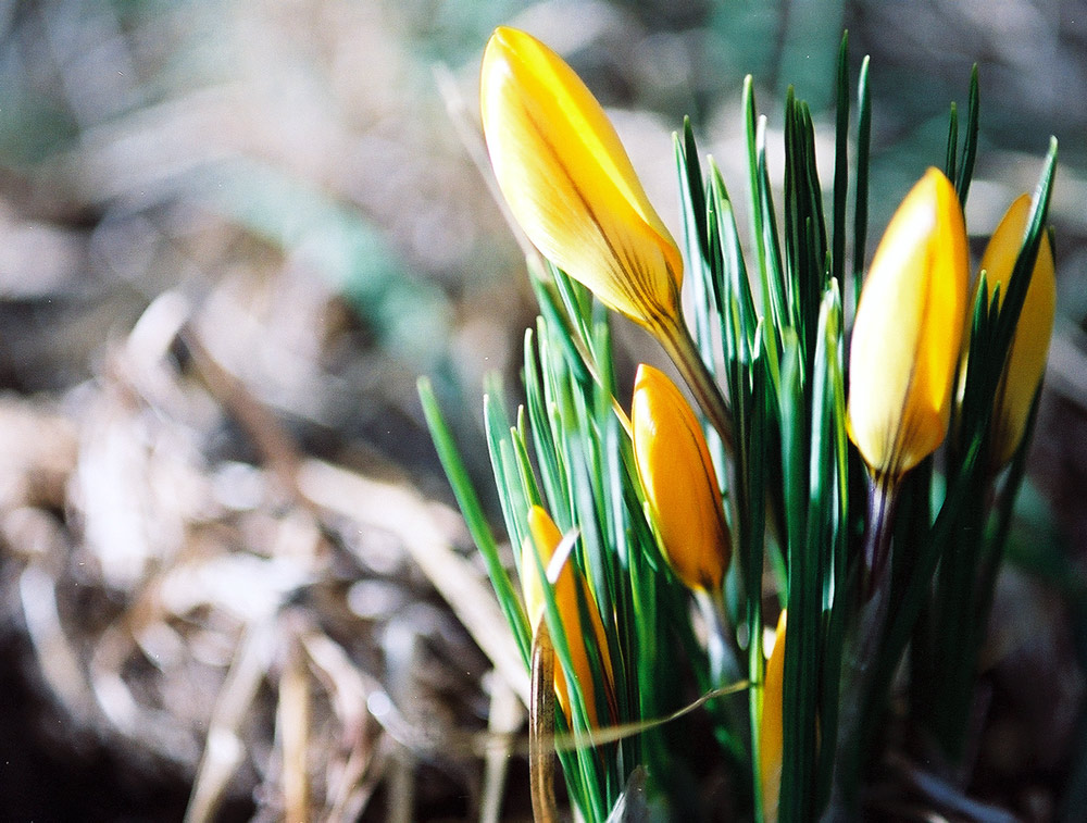 Fotografie von blurmore für DesignCrowd (Community Contests) | Design #9118167