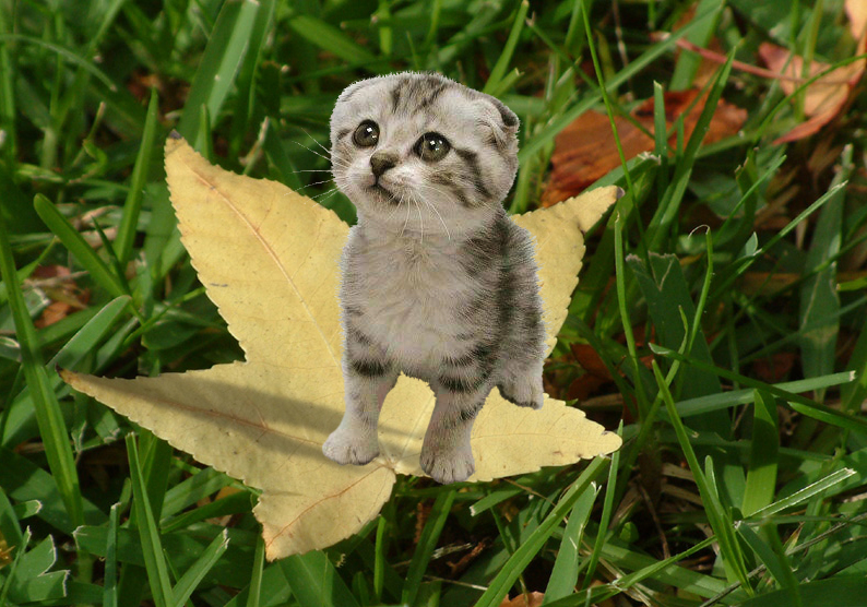 Diseño de Photoshop por julianneovie para DesignCrowd (Community Contests) | Diseño #9106604