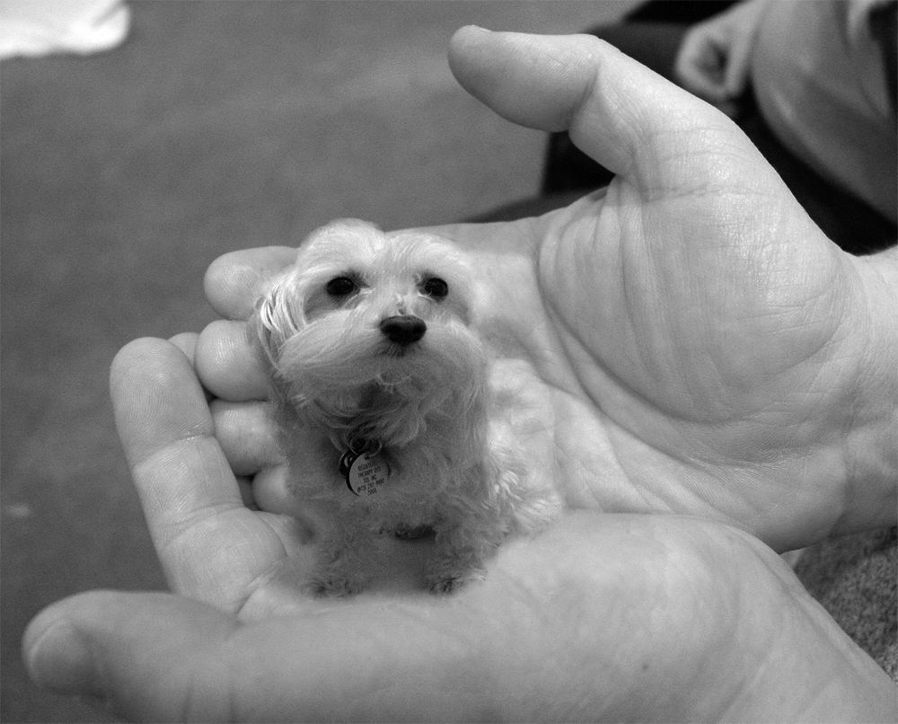 Design Photoshop par Angeldog1 pour DesignCrowd (Community Contests) | Design #9106646