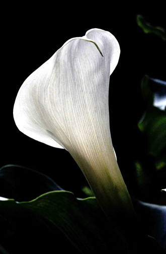 Photography by achecchin for DesignCrowd (Community Contests) | Design #9118271