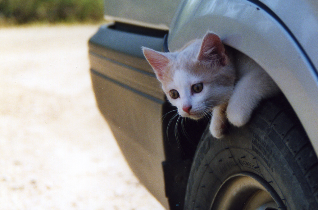 Photography by ecolio for DesignCrowd (Community Contests) | Design #9118170