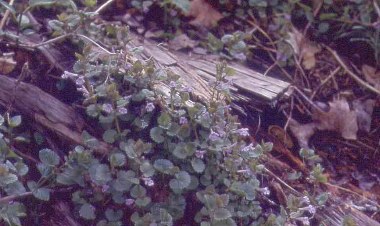 Photoshop-Design von groaner für DesignCrowd (Community Contests) | Design #9123415