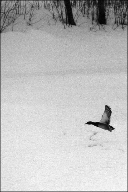 Photography by ecolio for DesignCrowd (Community Contests) | Design #9122095