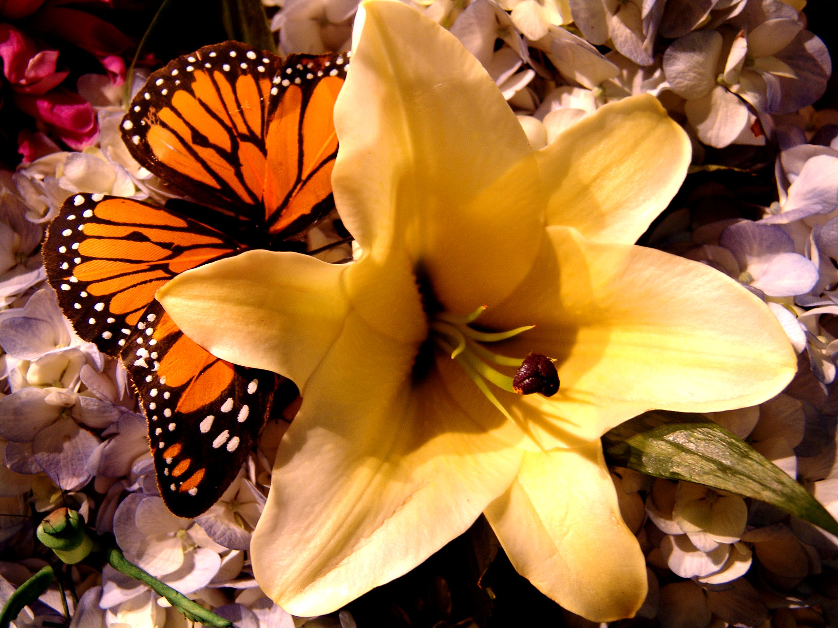 Photographie par FRWalters pour DesignCrowd (Community Contests) | Design #9118176