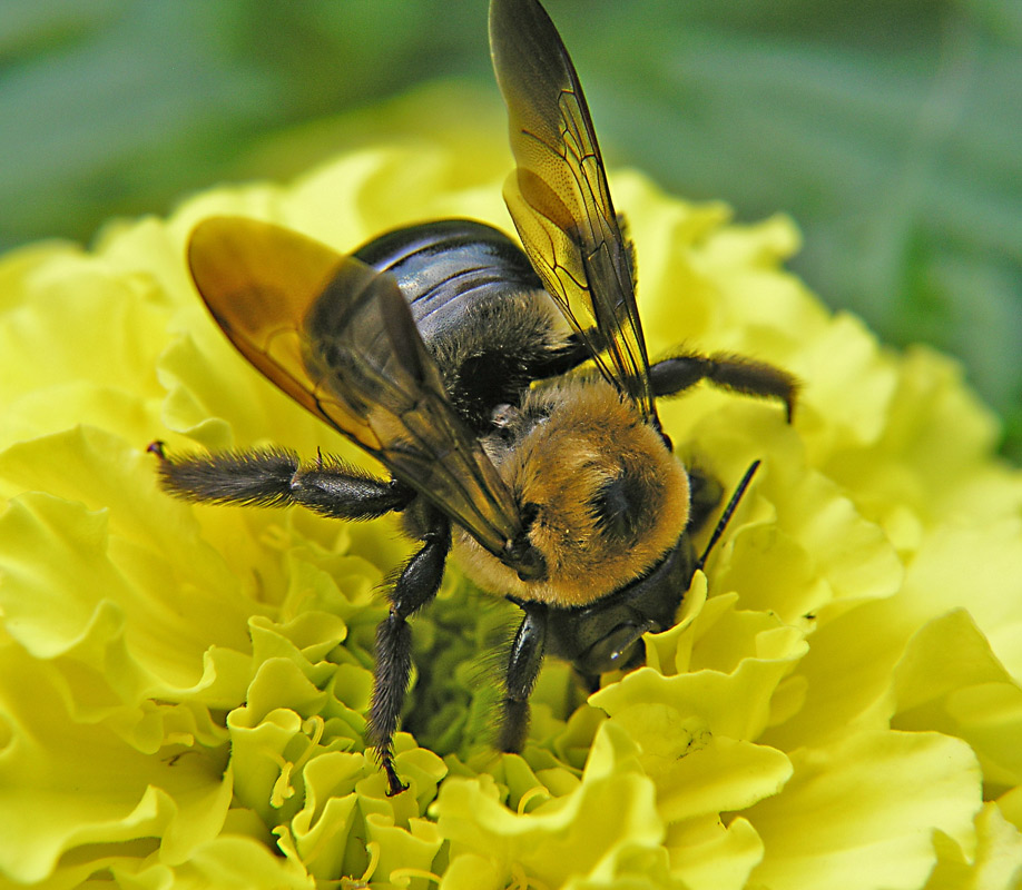 Photography by rjoannej for DesignCrowd (Community Contests) | Design #9118333