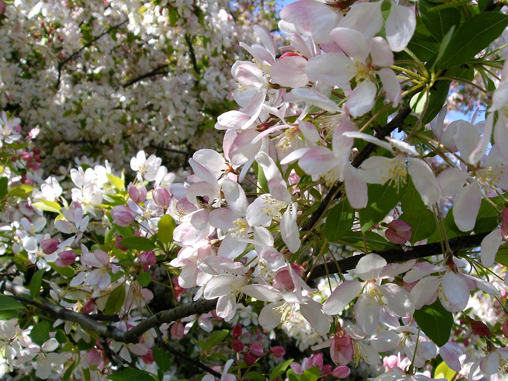 Photography by SubieDriver for DesignCrowd (Community Contests) | Design #9118289