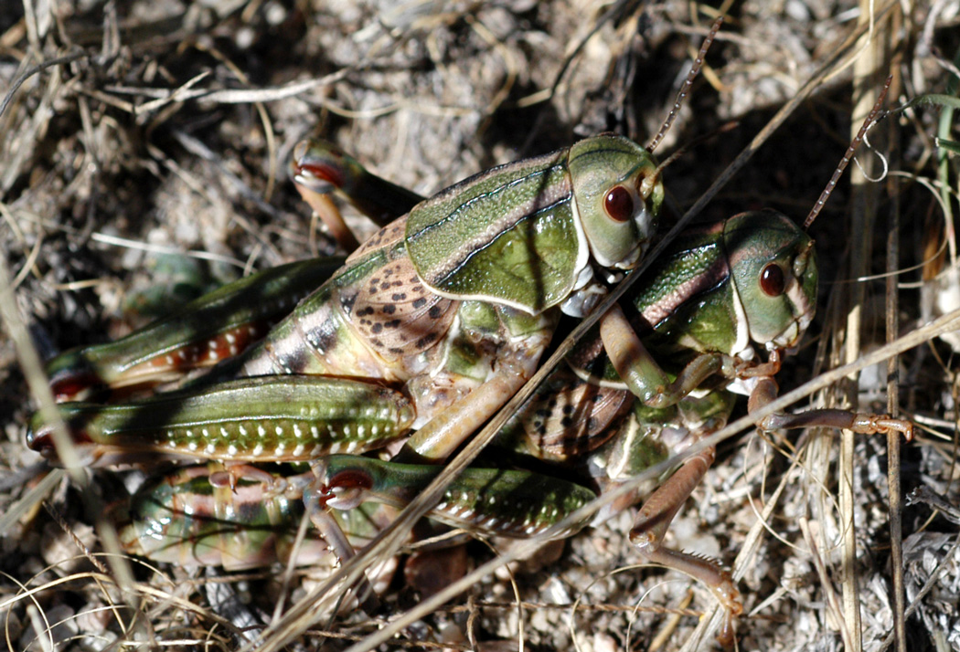 Fotografía por londubh para DesignCrowd (Community Contests) | Diseño #9118313