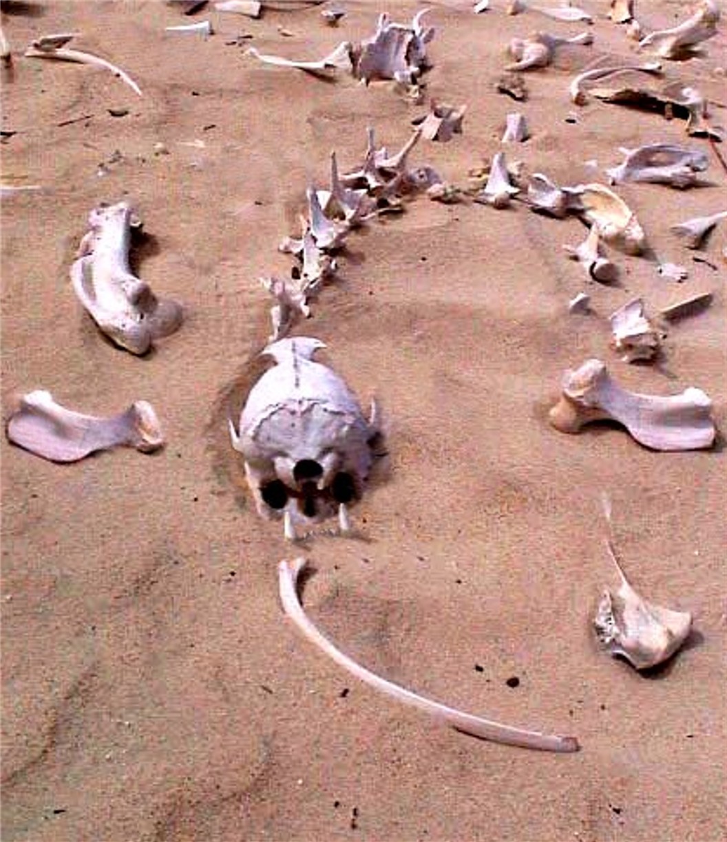 Photoshop-Design von Nana für DesignCrowd (Community Contests) | Design #9106358