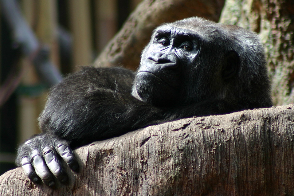 Photography by SigloV for DesignCrowd (Community Contests) | Design #9120056