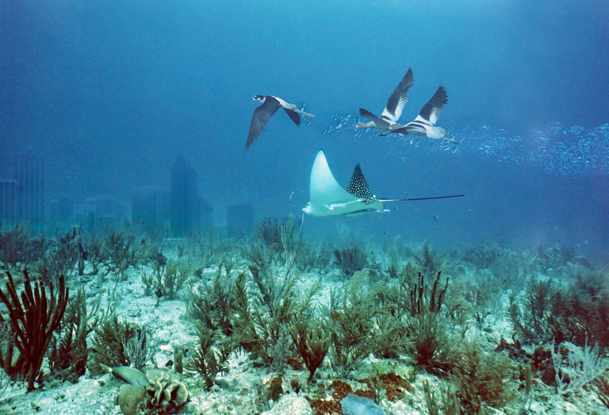 Photoshop Design by gorgonzola for DesignCrowd (Community Contests) | Design #9125390