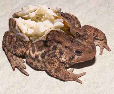 Photoshop-Design von Tedmus für DesignCrowd (Community Contests) | Design #9119408