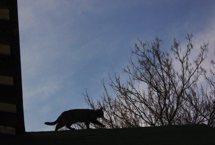 Photography by Angeldog1 for DesignCrowd (Community Contests) | Design #9095858