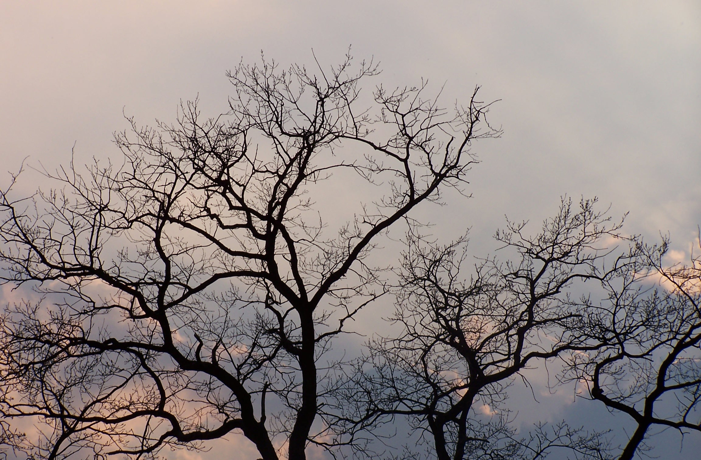 Fotografie von nikki251 für DesignCrowd (Community Contests) | Design #9095927