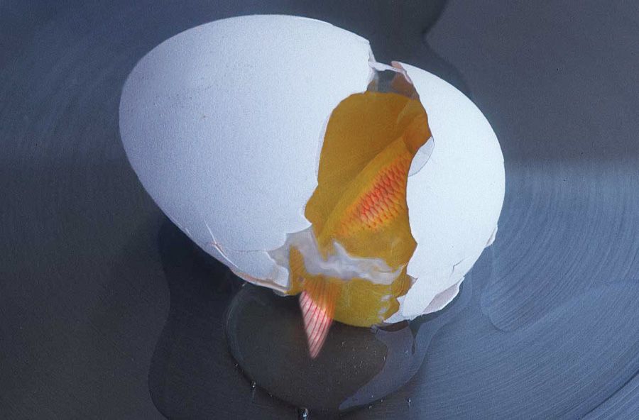 Diseño de Photoshop por Redstar para DesignCrowd (Community Contests) | Diseño #9094290