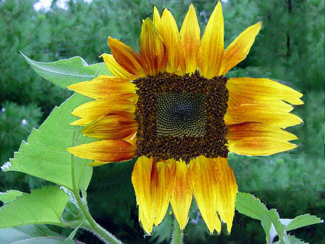 Design Photoshop par wippit pour DesignCrowd (Community Contests) | Design #9095413