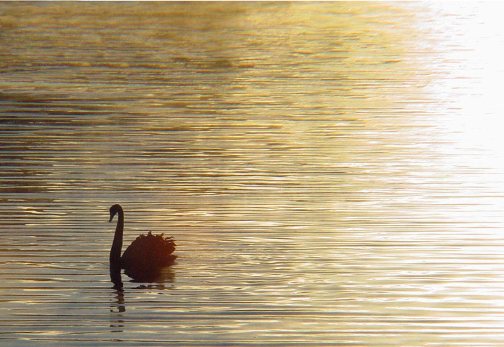 Photography by AussieBluey for DesignCrowd (Community Contests) | Design #9096026