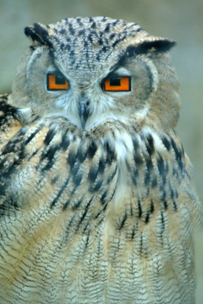 Photoshop Design by cheldivision for DesignCrowd (Community Contests) | Design #9095502