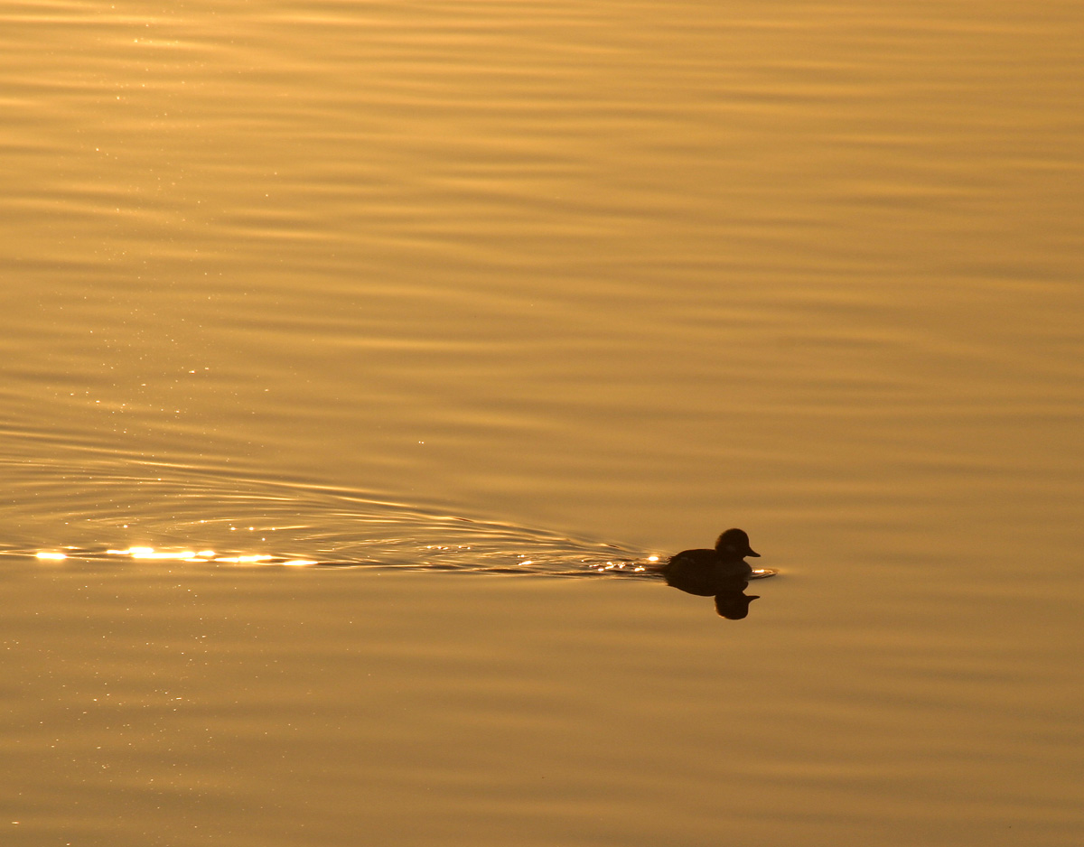 Photography by PeterSealy for DesignCrowd (Community Contests) | Design #9096087