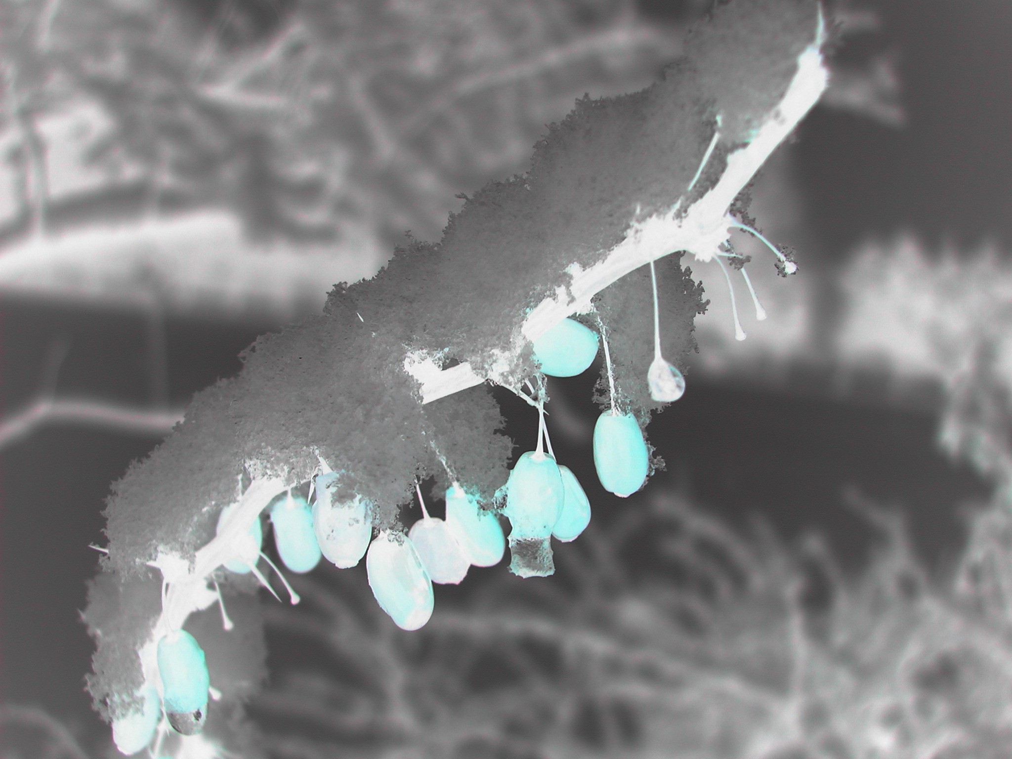 Photographie par lemondrop1240 pour DesignCrowd (Community Contests) | Design #9116086