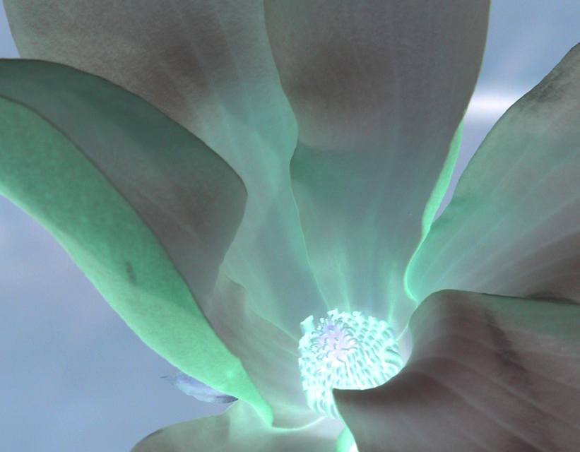 Fotografie von lilmart für DesignCrowd (Community Contests) | Design #9116117