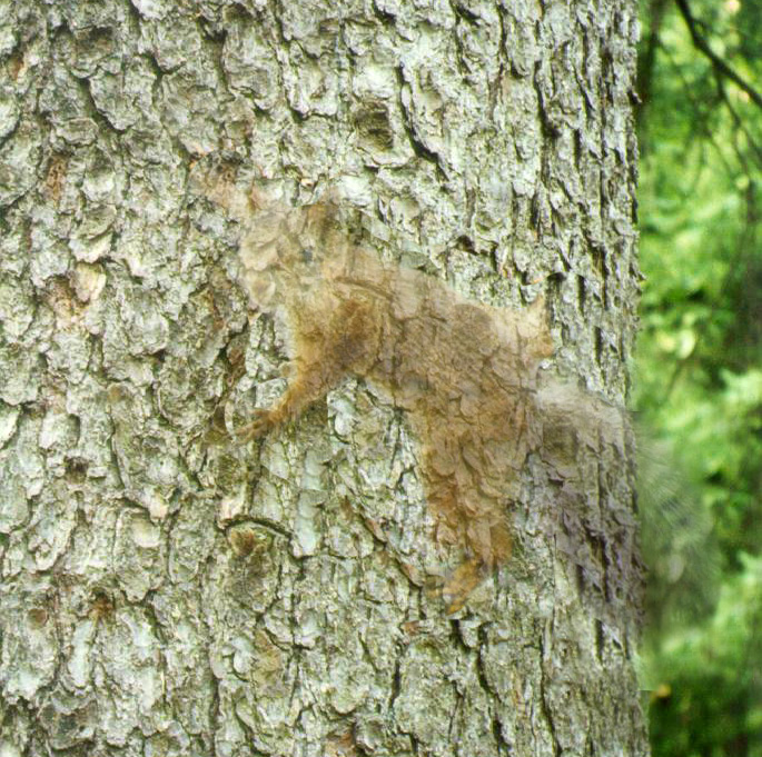 Photoshop-Design von patoloco für DesignCrowd (Community Contests) | Design #9118995