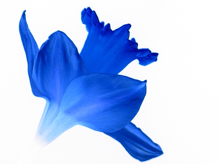 Photographie par KarenC pour DesignCrowd (Community Contests) | Design #9116126