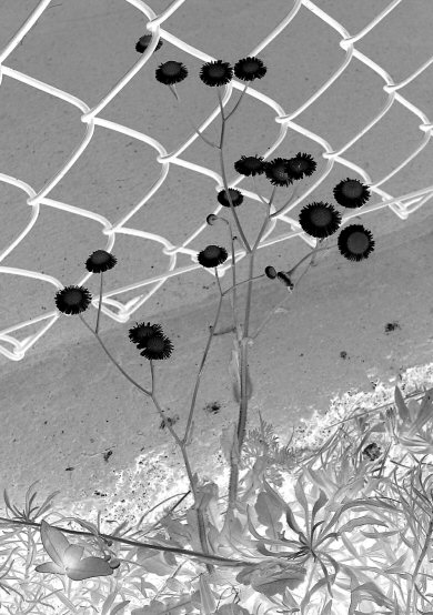 Photography by koalachimbo for DesignCrowd (Community Contests) | Design #9116125