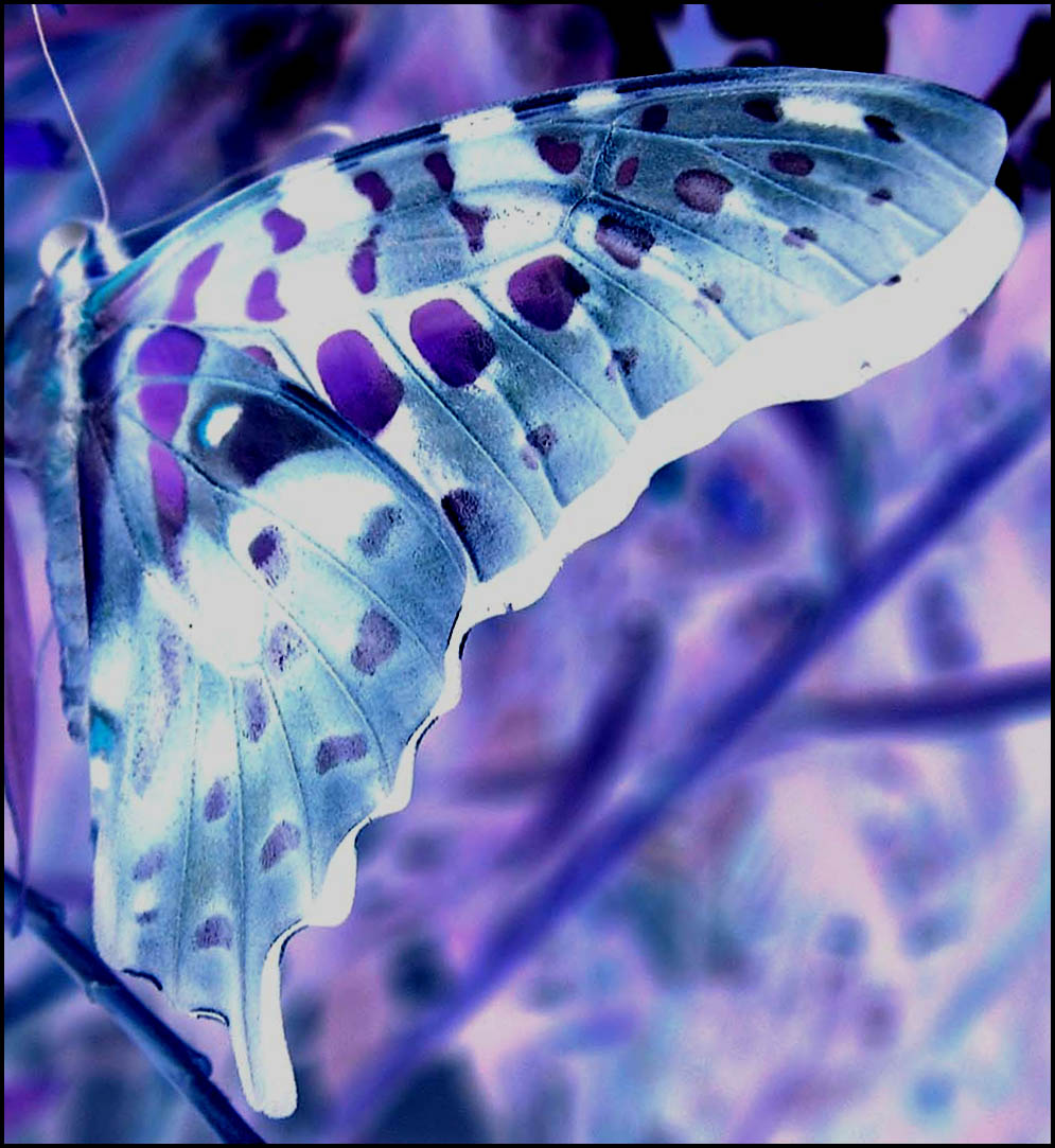 Photography by jaymeekae for DesignCrowd (Community Contests) | Design #9116124