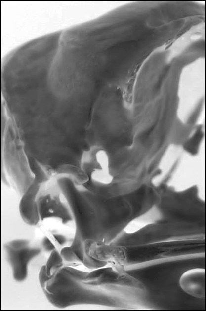 Fotografía por jmbaggs para DesignCrowd (Community Contests) | Diseño #9116162