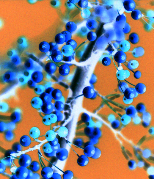 Photography by dollyllama for DesignCrowd (Community Contests) | Design #9116156