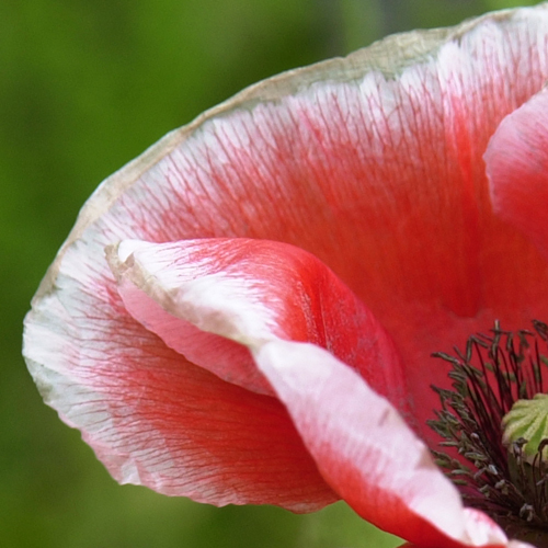 Photography by paparouna for DesignCrowd (Community Contests) | Design #9101177