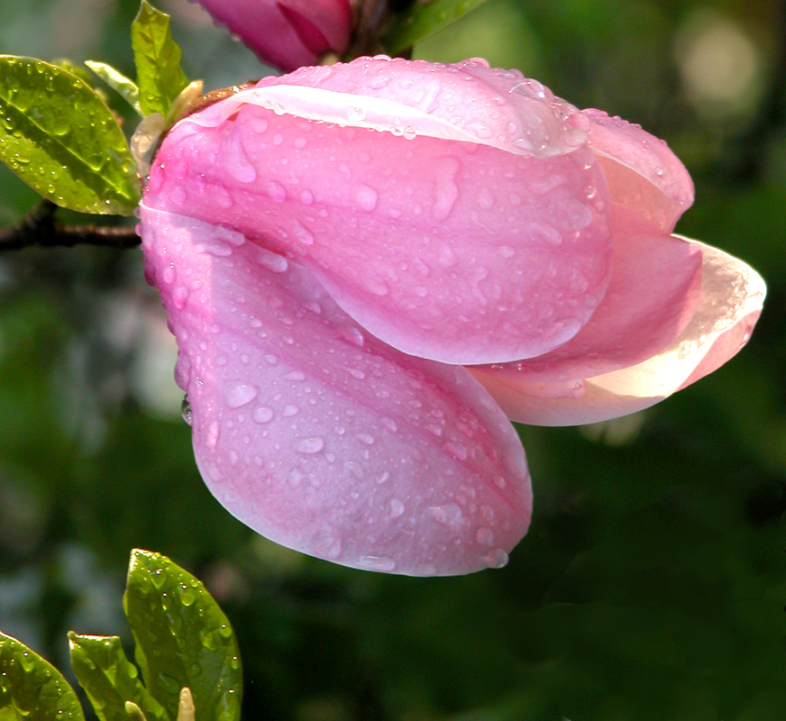 Fotografie von lilmart für DesignCrowd (Community Contests) | Design #9101175