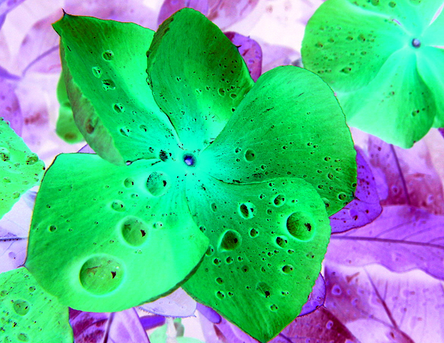Photography by HereLetmeDoIt for DesignCrowd (Community Contests) | Design #9116220