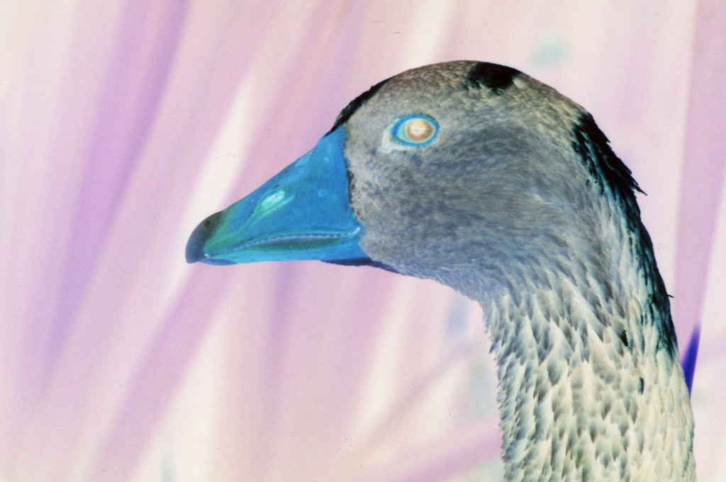 Photography by ecolio for DesignCrowd (Community Contests) | Design #9116289