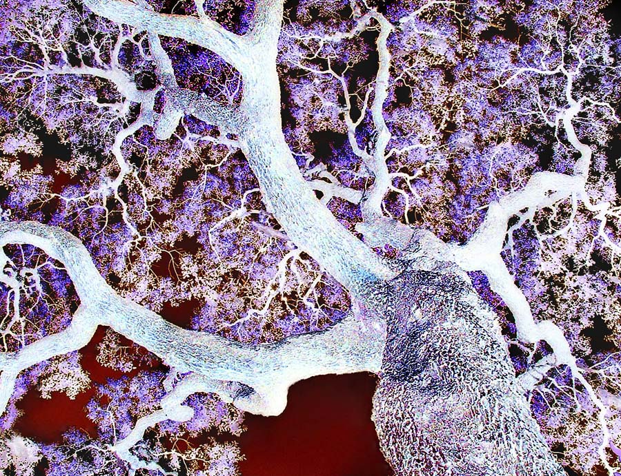 Fotografía por TampaDroid para DesignCrowd (Community Contests) | Diseño #9116256