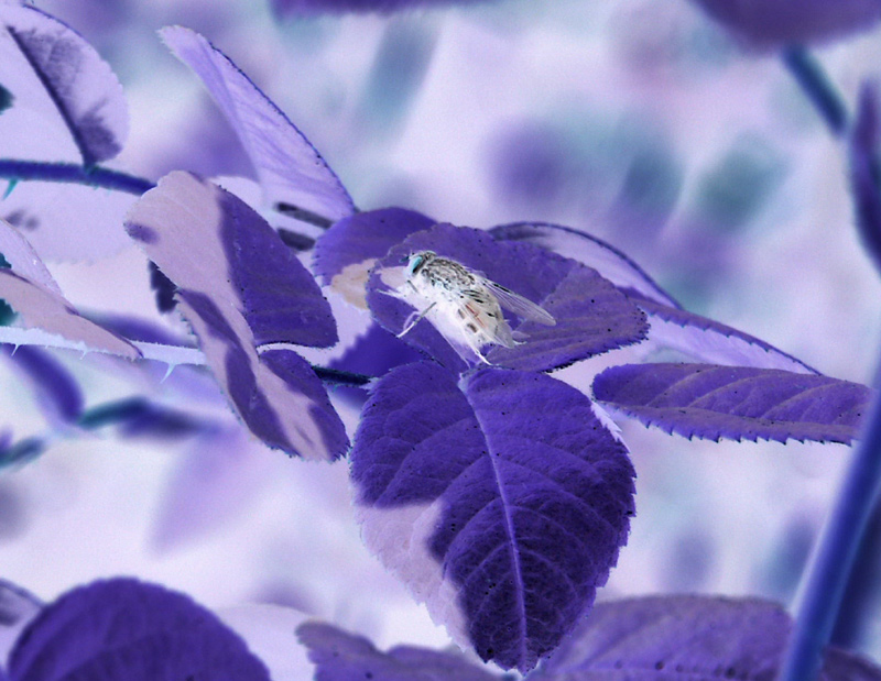 Photography by Pelican for DesignCrowd (Community Contests) | Design #9116411