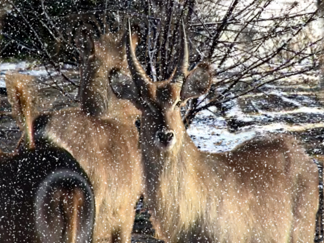 Photoshop Design by mehere for DesignCrowd (Community Contests) | Design #9122513