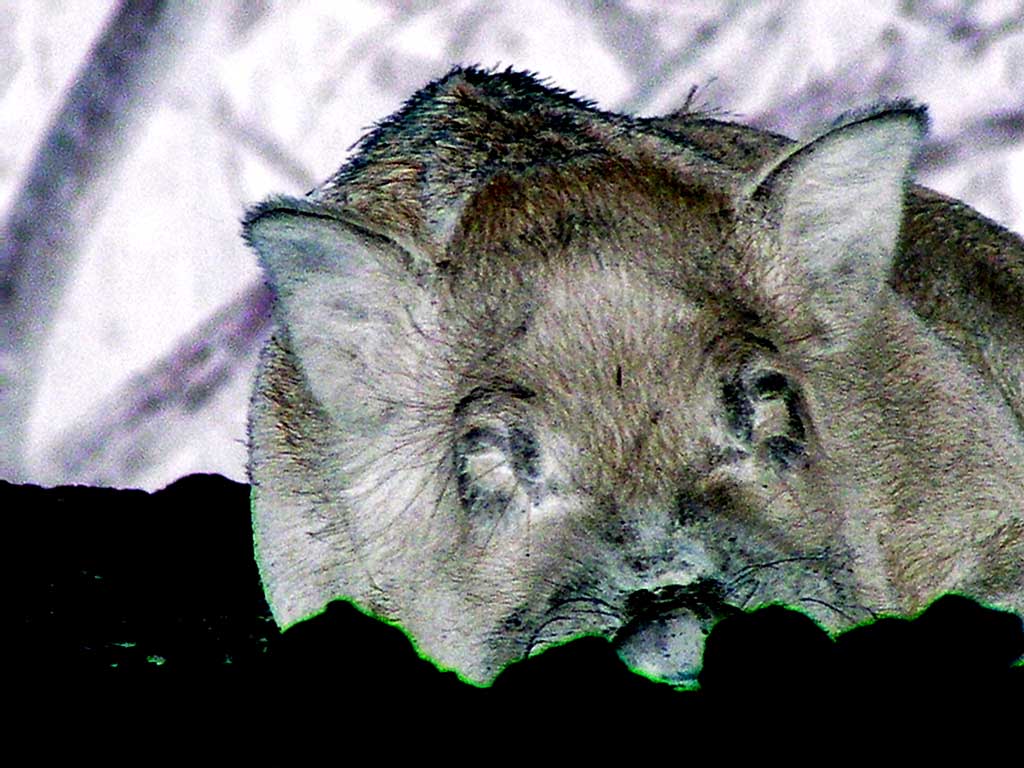 Fotografía por Featherlake para DesignCrowd (Community Contests) | Diseño #9116333