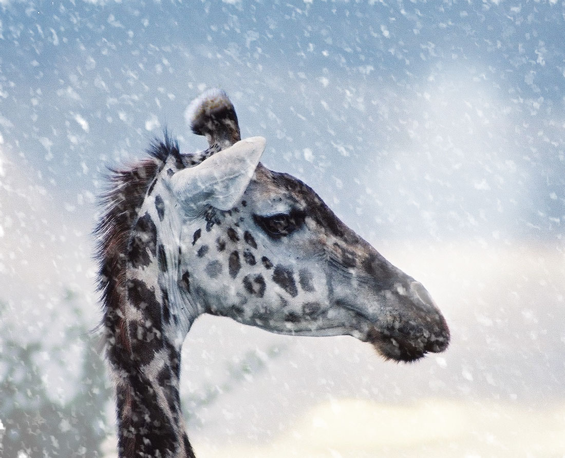 Photoshop Design by Norrit for DesignCrowd (Community Contests) | Design #9122574