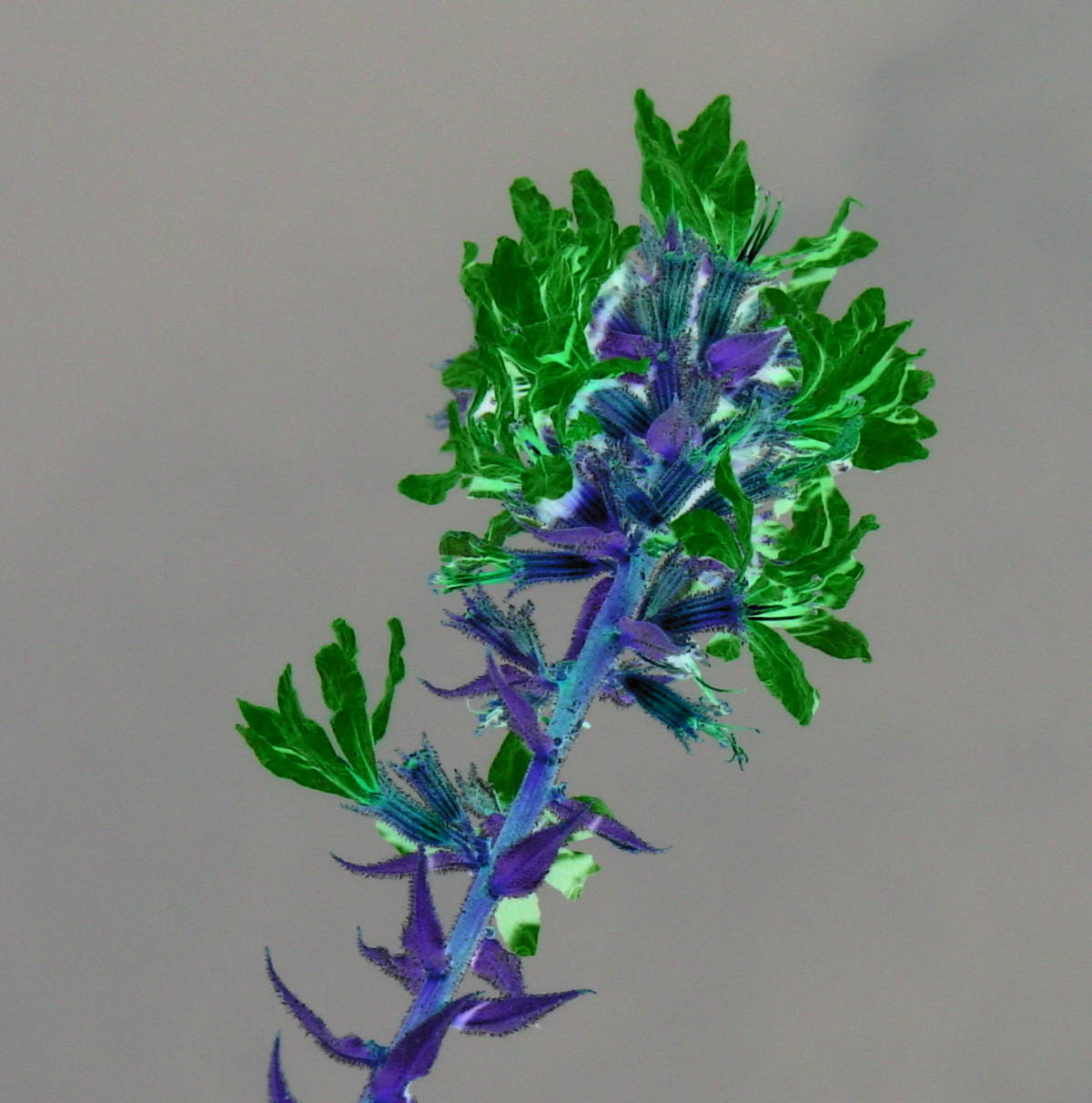 Fotografie von Angeldog1 für DesignCrowd (Community Contests) | Design #9116415