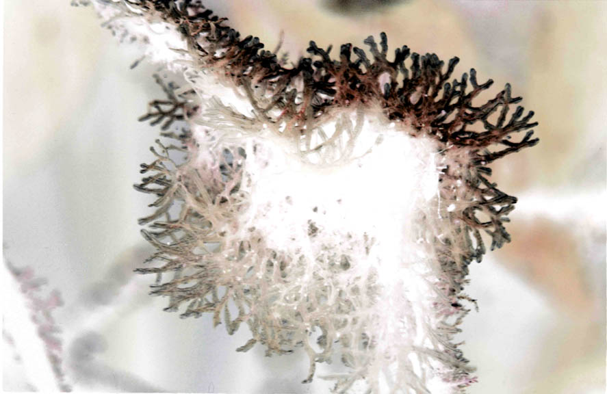 Photography by achecchin for DesignCrowd (Community Contests) | Design #9116443