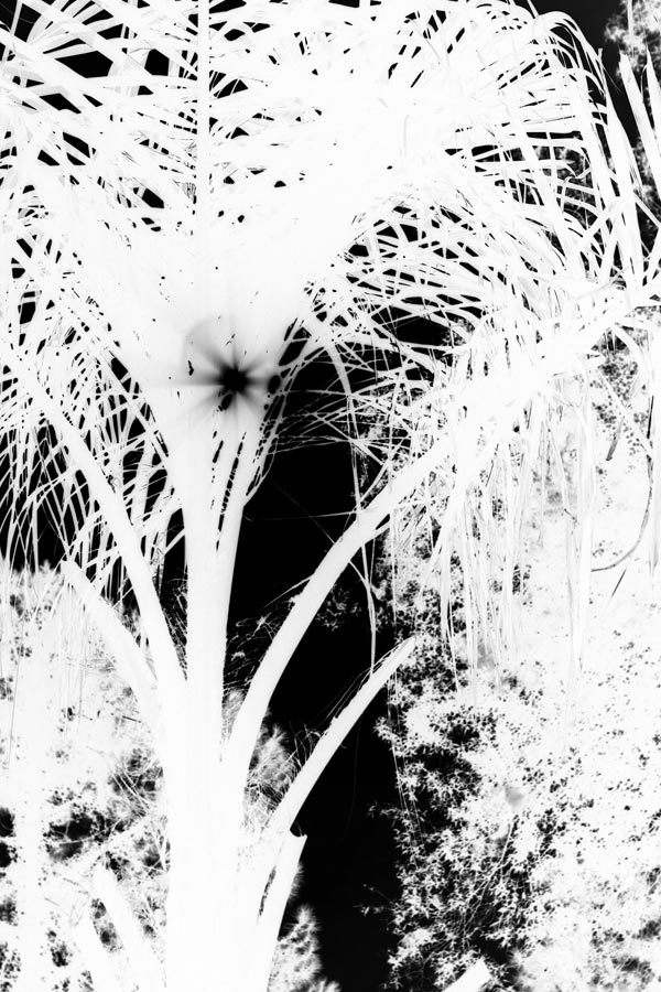 Photography by greyghost for DesignCrowd (Community Contests) | Design #9116436