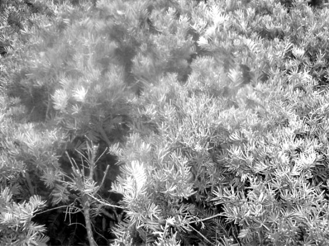 Photography by horsemna151988 for DesignCrowd (Community Contests) | Design #9116450
