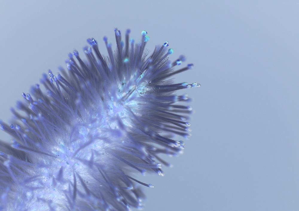 Photography by krisjaniz for DesignCrowd (Community Contests) | Design #9116679