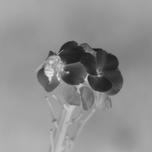 Photographie par Chiqui74 pour DesignCrowd (Community Contests) | Design #9116513