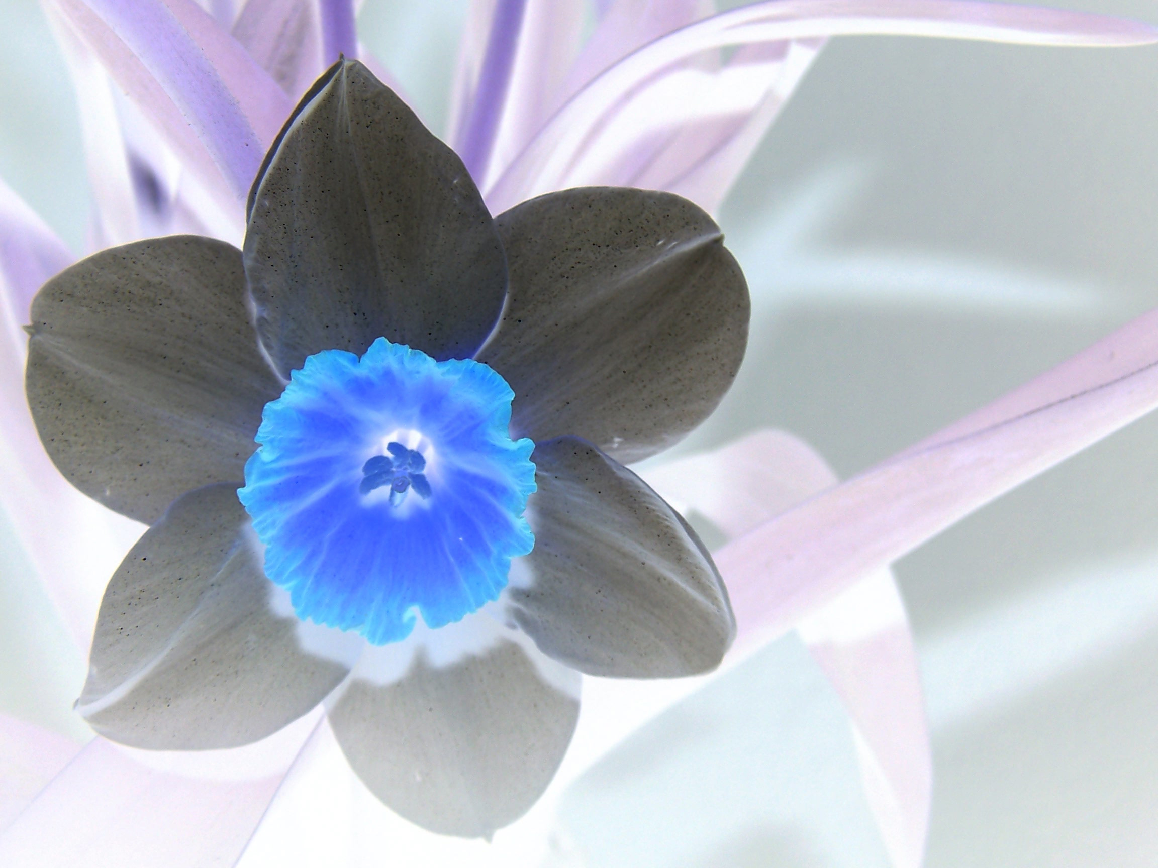 Photography by nikki251 for DesignCrowd (Community Contests) | Design #9116533