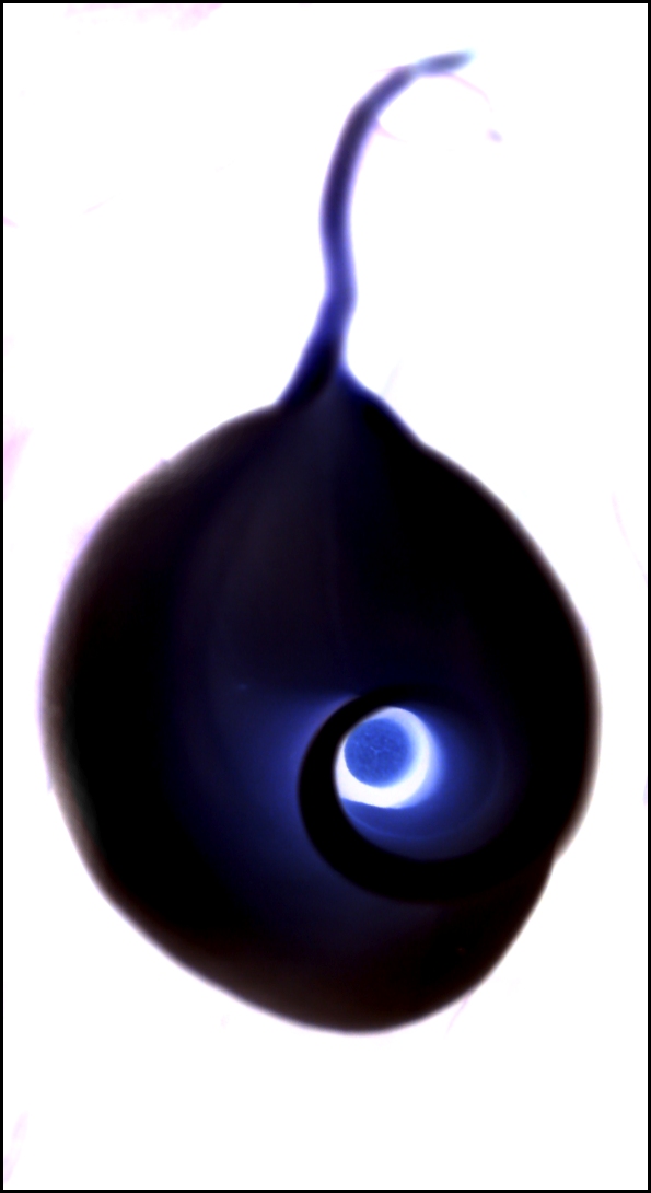 Photography by LolliPop for DesignCrowd (Community Contests) | Design #9116595