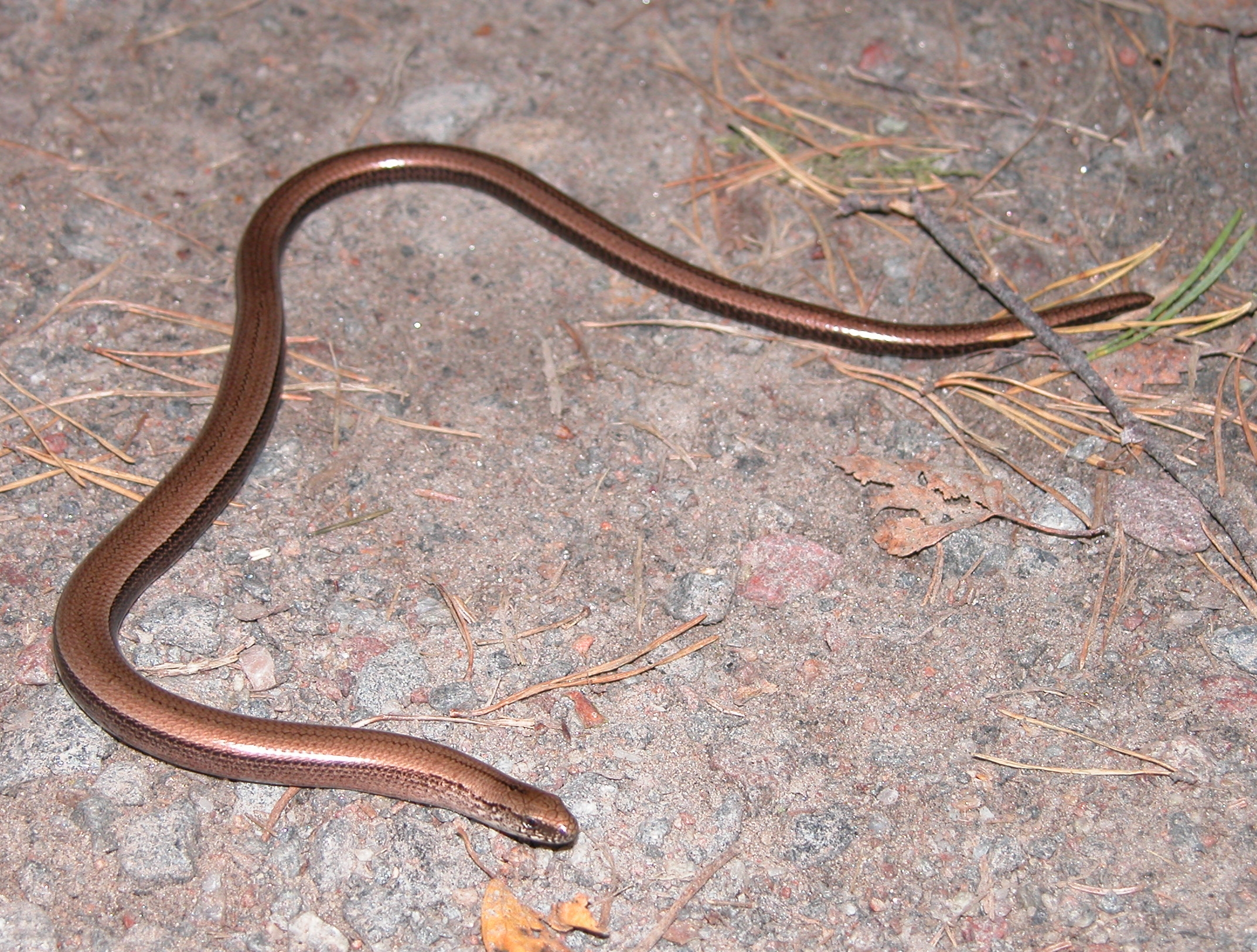 Photography by Ingela for DesignCrowd (Community Contests) | Design #9101237