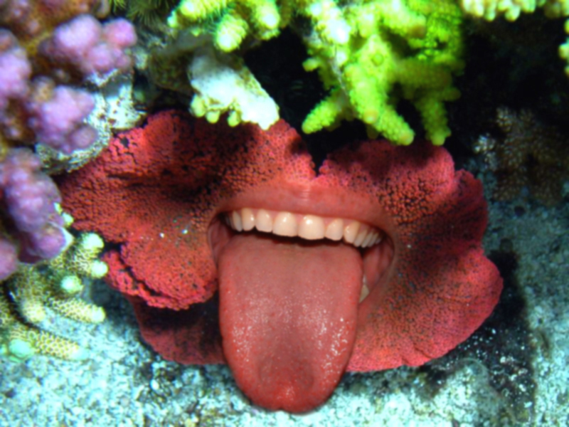 Photoshop Design by Shane69 for DesignCrowd (Community Contests) | Design #9123065